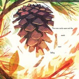 Pine Cone Regrown Picture Book