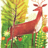 Pine Cone Regrown Picture Book